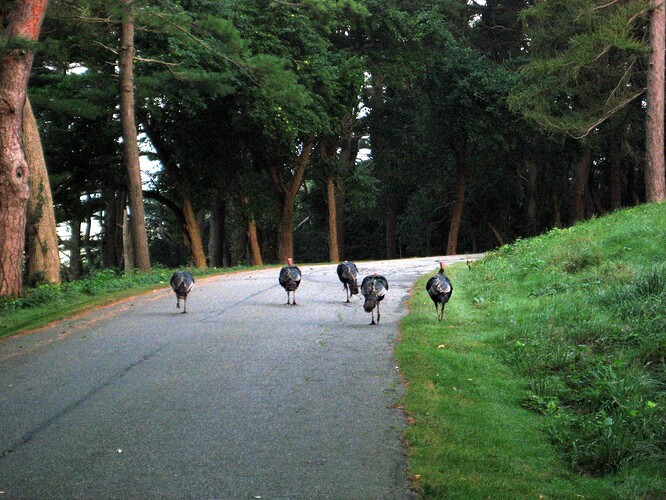 Good morning, deer and turkeys (13)