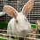 bun6502