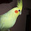 Tarek_Hasan